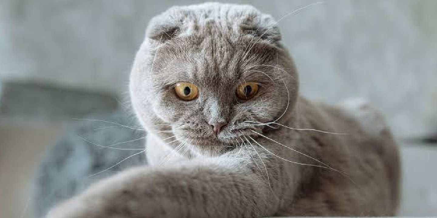 Scottish Fold Cinsi bilinmesi gerekenler merak edilenler 65 kedi