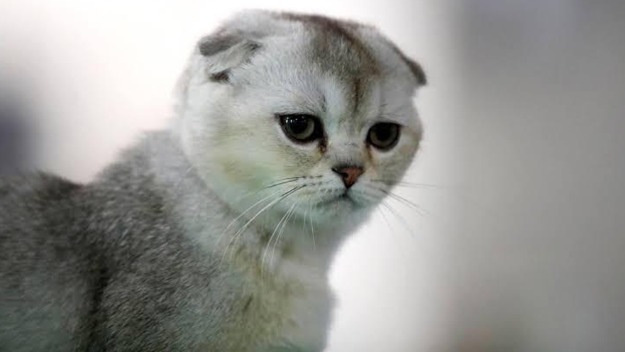 Scottish Fold Cinsi bilinmesi gerekenler merak edilenler 3 scottishfold cinsi bilinmesi gerekenler merak edilenler