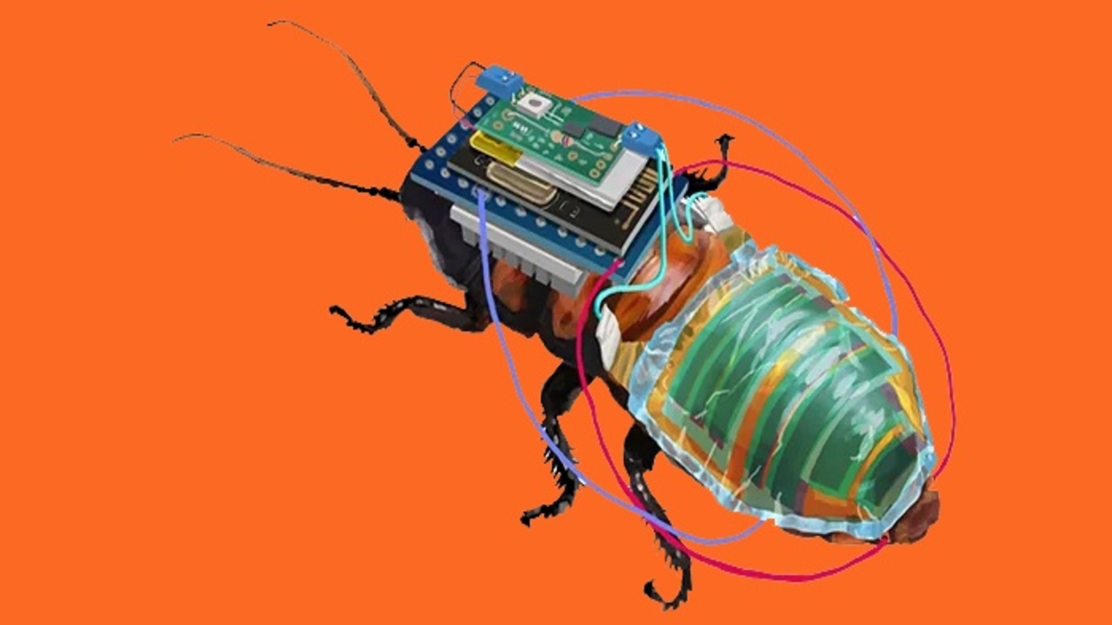 Kurtarma Alanında Devrim Niteliğinde Gelişme, Cyborg Böcek 2 Cyborg Hamam Böcekleri Nasıl Oluşturuldu? Cyborg Hamam Böcekleri Nasıl Kontrol Ediliyor?