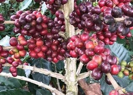 カフェインレスコーヒー　コロンビア　ブーゲンビリア農園　ドリップパック　 5個セット