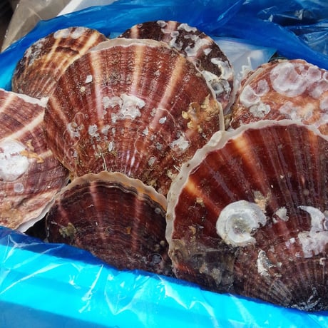 宮城県・蔵内産　活ホタテ　大サイズ（11cm~12cm程度）１５枚