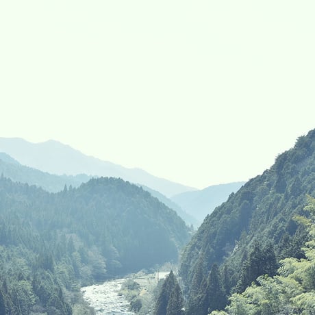 萌木 / 手摘み煎茶 (2026年新茶)