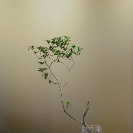 Ka　花道教室 / 9月7日(月)