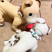 【受注制作】🇮🇹レザー製ラスカラー／リボンの首輪
