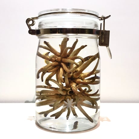 Lab bottle plants"Spider gum" 1,000ml