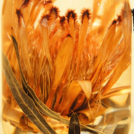 Lab bottle plants"protea limelight" 1,000ml