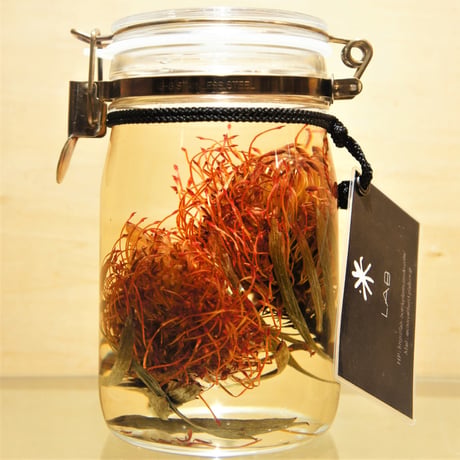 Lab bottle plants"pincushions" 1,000ml