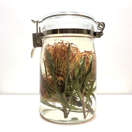 Lab bottle plants"pincushions" 1,000ml