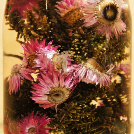 Lab bottle plants"phaenocoma" 1,000ml