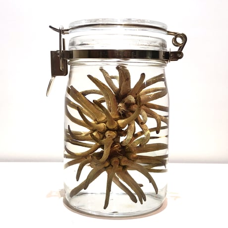 Lab bottle plants"Spider gum" 1,000ml