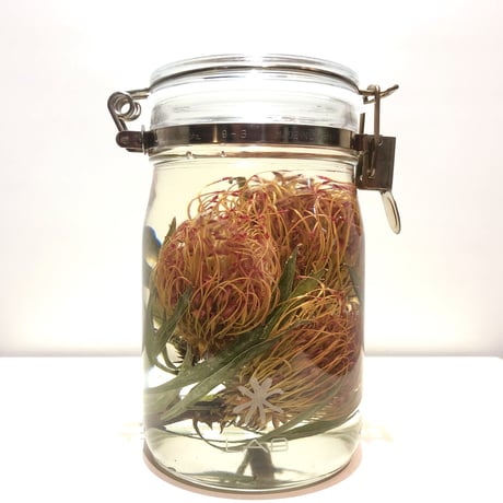 Lab bottle plants"pincushions" 1,000ml
