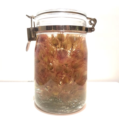 Lab bottle plants"serruria florida" 1,000ml