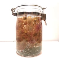 Lab bottle plants"serruria florida" 1,000ml