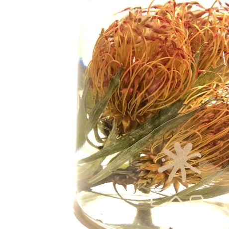 Lab bottle plants"pincushions" 1,000ml
