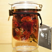 Lab bottle plants"celosia argentea" 1,000ml