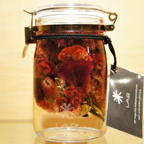 Lab bottle plants"celosia argentea" 1,000ml