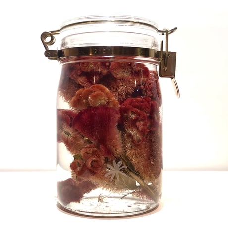 Lab bottle plants"celosia argentea" 1,000ml