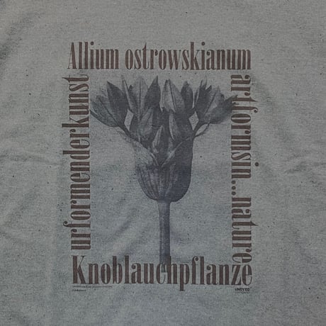 UNDYED 30/2 Karl Blossfeldt Print-T "ALLIUM" (unisex)KH