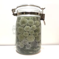 Lab bottle plants"echinops" 1,000ml