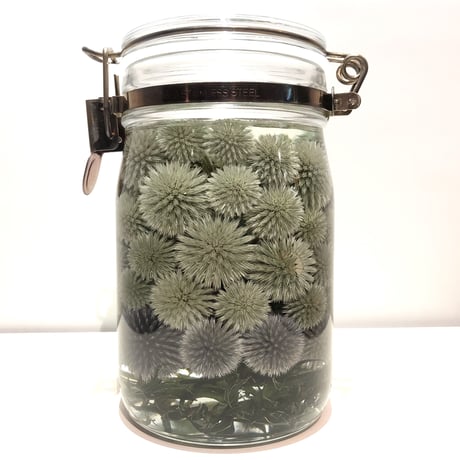 Lab bottle plants"echinops" 1,000ml