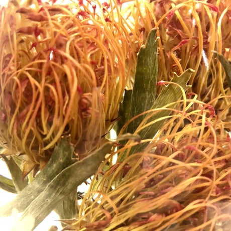 Lab bottle plants"pincushions" 1,000ml