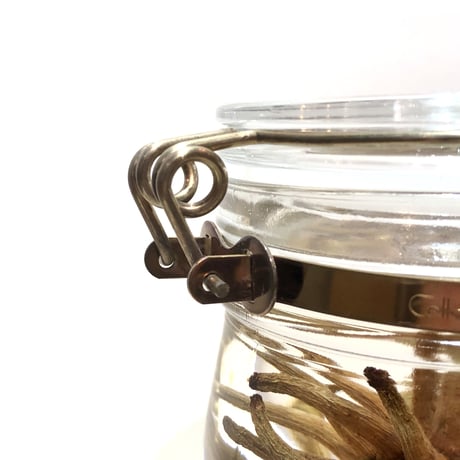 Lab bottle plants"Spider gum" 1,000ml