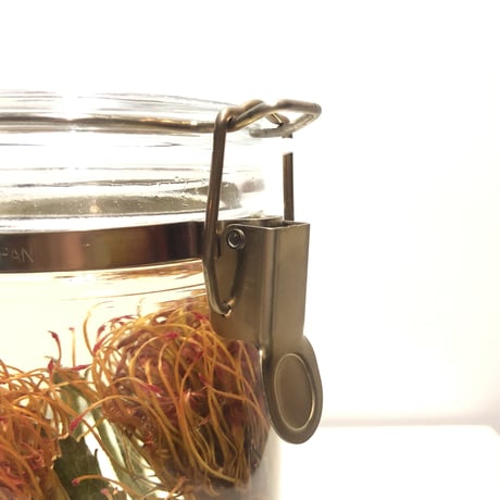 Lab bottle plants"pincushions" 1,000ml
