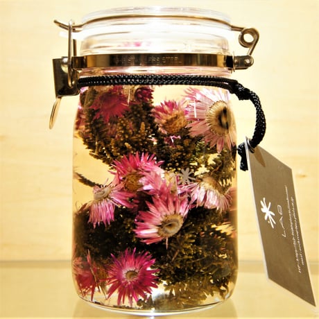 Lab bottle plants"phaenocoma" 1,000ml