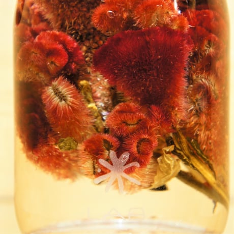 Lab bottle plants"celosia argentea" 1,000ml