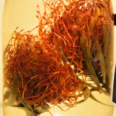Lab bottle plants"pincushions" 1,000ml
