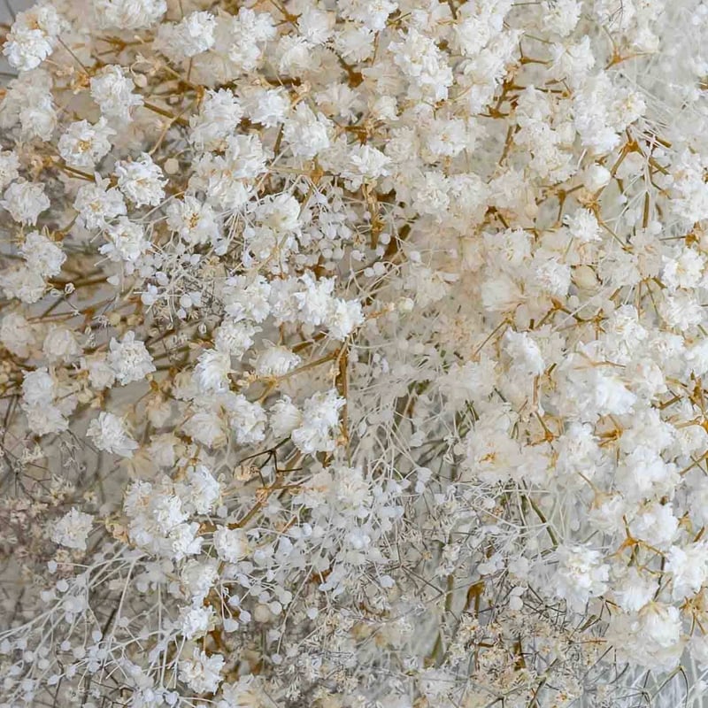 かすみ草さま　白のみ生地終了 c18d1103e9922522d705aa8e898da7