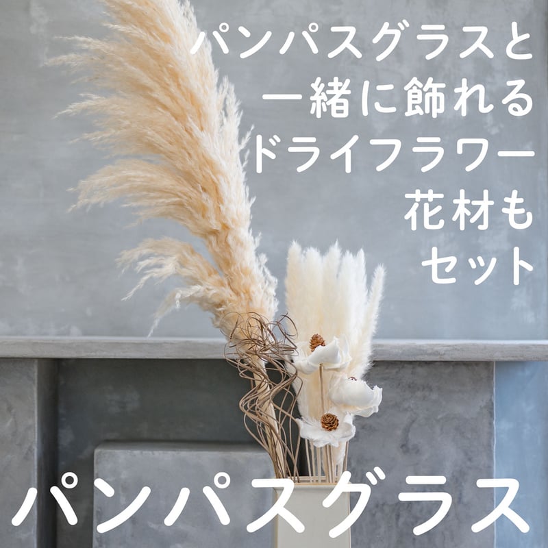 パンパスグラス　ドライフラワー　40本セット 飾るだけでサマになるドライフラワーセット（パンパスグラス） 商品
