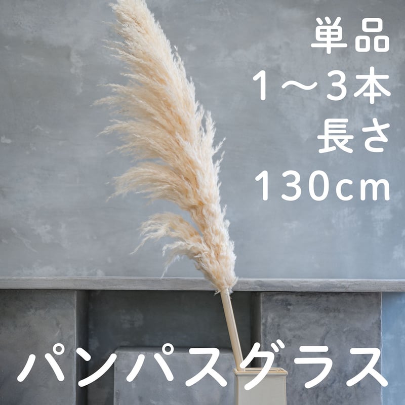 パンパスグラス（ロング）130cm程度（単品） | ドライフラワーと
