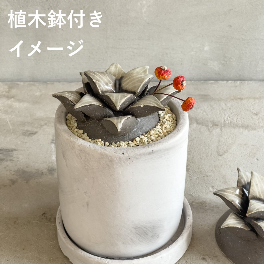 コンプト【STUDIO ZOK(陶植)】 | ドライフラワーと、うつわと暮らし
