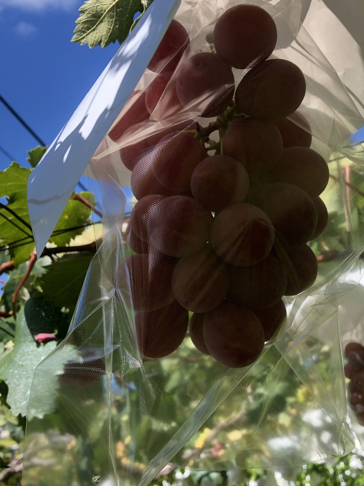 わけありクイーンニーナ_1kg | FarmぶどうのSHIMIZU