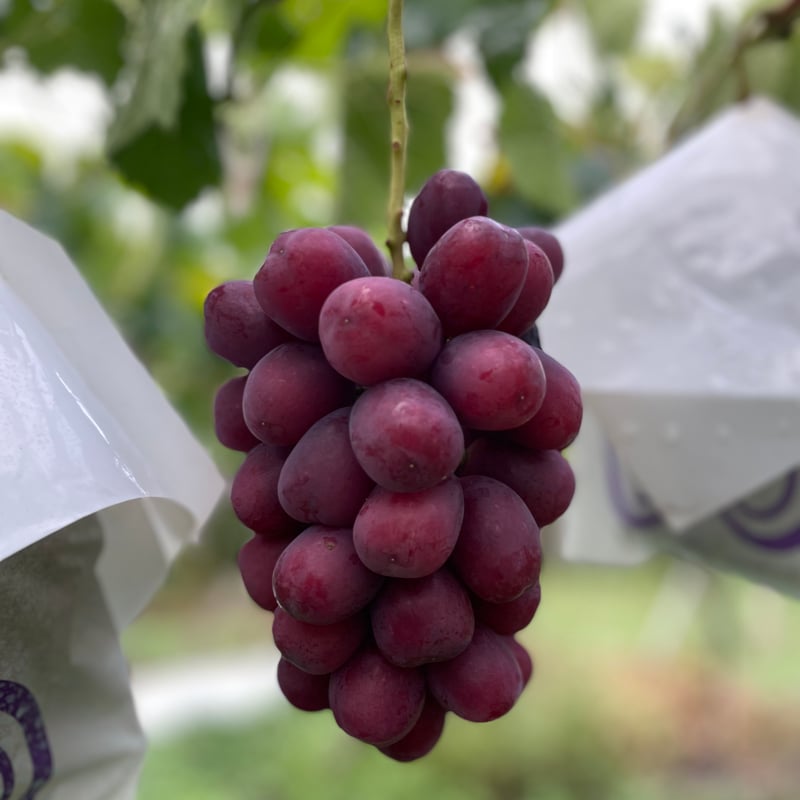 FarmぶどうのSHIMIZU