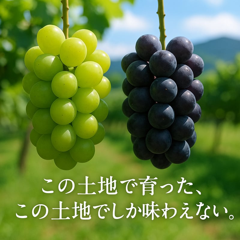 figmari　葡萄の実り　シーグラス／天然石／リス／秋／ぶどう 葡萄の実り シーグラス／天然石／フレーム／リス／秋／ぶどう