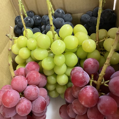 クイーンニーナ | STORES