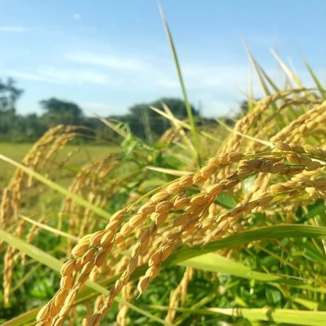 焙煎玄米粉（常温発送）