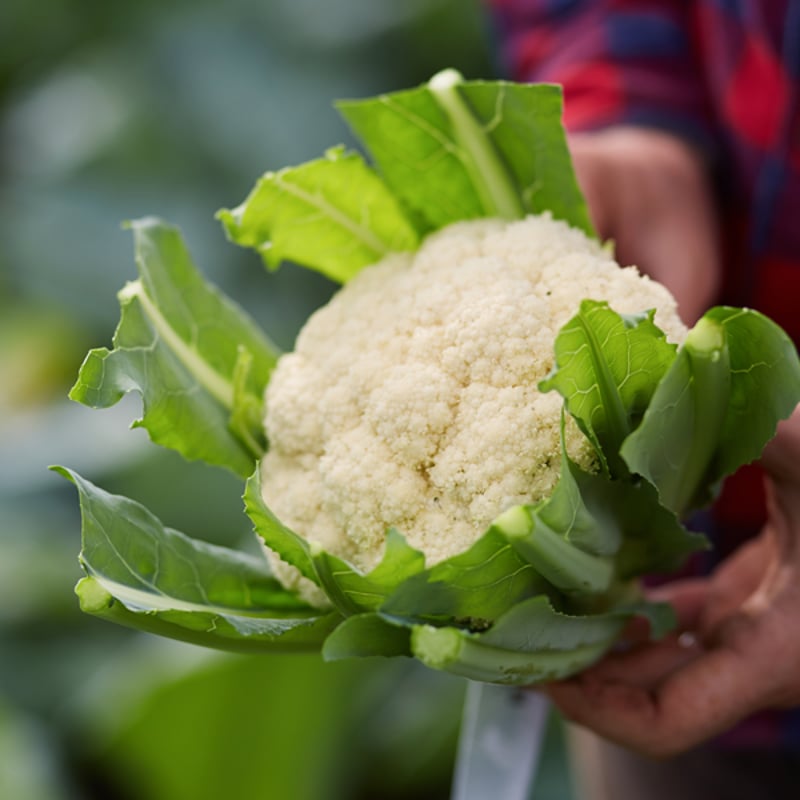 やさいセット／Sサイズ・1〜3名さま向け | 柴海農園 オンラインショップ