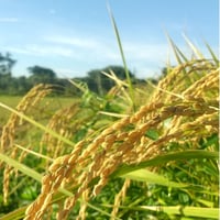 令和６年 玄米 玄米】令和6年 ｺｼﾋｶﾘ（特別栽培米） | 柴海農園 オンラインショップ