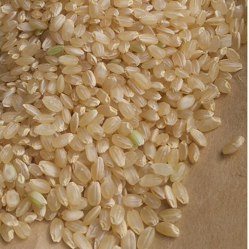 玄米 20 kg】令和５年 ｺｼﾋｶﾘ（特別栽培米） | 柴海農園 オンラインショップ