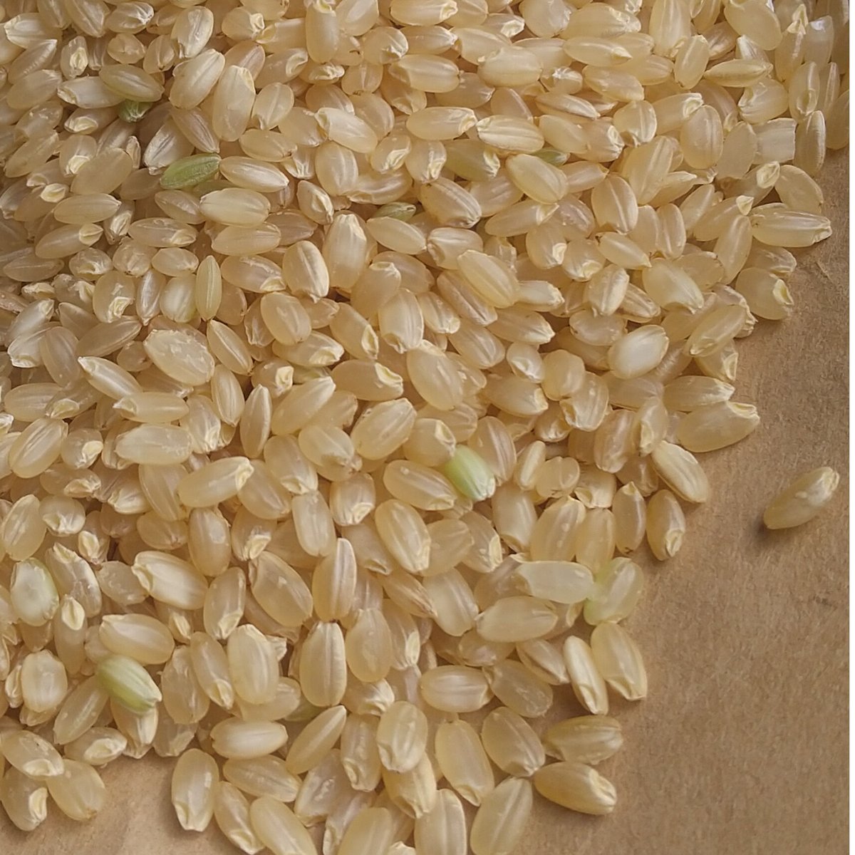 玄米】令和５年 ｺｼﾋｶﾘ（特別栽培米） | 柴海農園 オンラインショップ