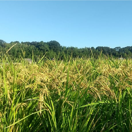 【白米】令和7年 ｺｼﾋｶﾘ（特別栽培米）