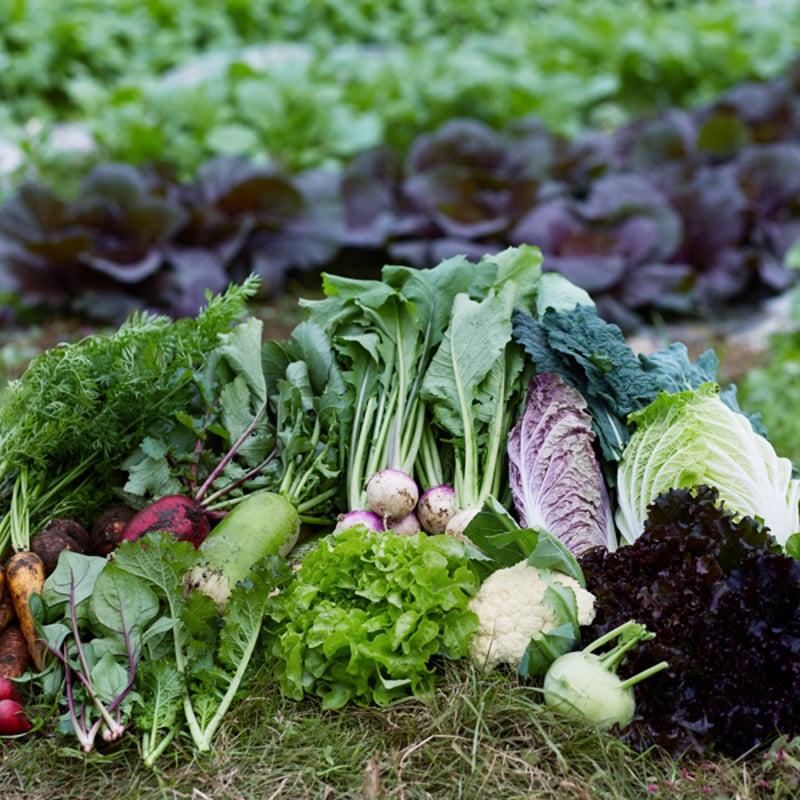 やさいセット／Sサイズ・1〜3名さま向け | 柴海農園 オンラインショップ