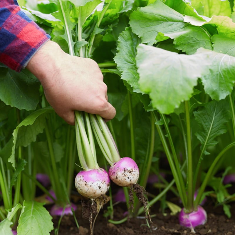 やさいセット／Sサイズ・1〜3名さま向け | 柴海農園 オンラインショップ