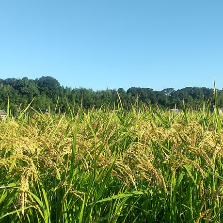 【玄米まとめ買い】20kg/30kg　令和７年 ｺｼﾋｶﾘ（特別栽培米）(送料無料）