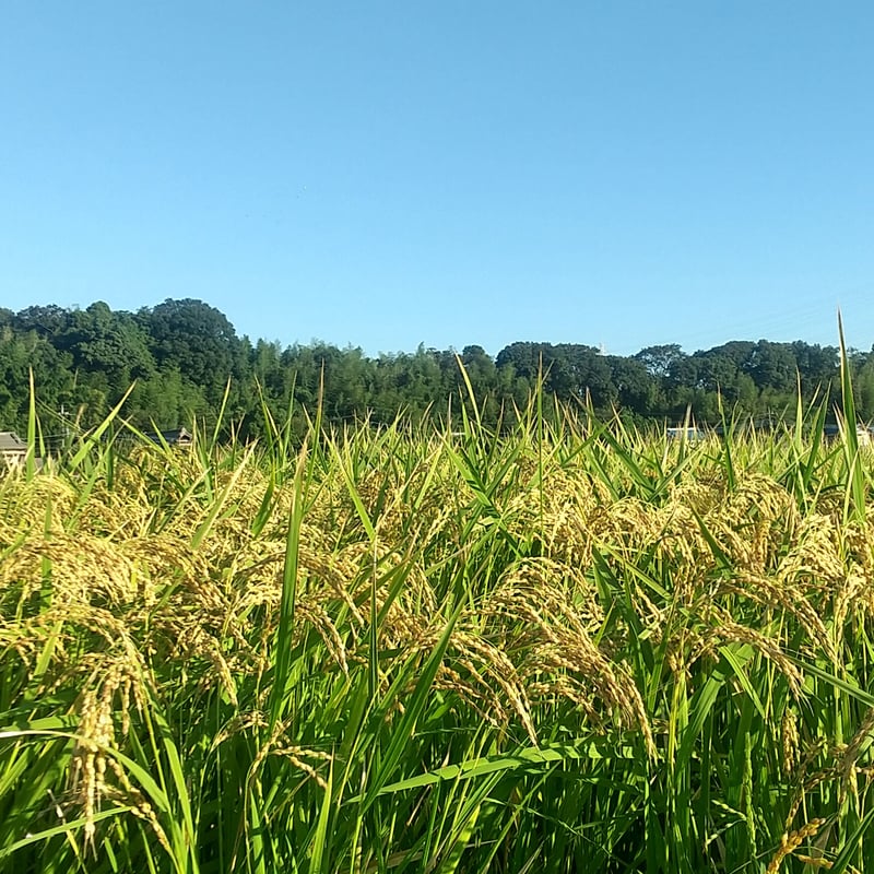 玄米】令和6年 コシヒカリ(特別栽培米) | 柴海農園 オンラインショップ 玄米】令和6年 コシヒカリ(特別栽培米) | 柴海農園 オンラインショップ