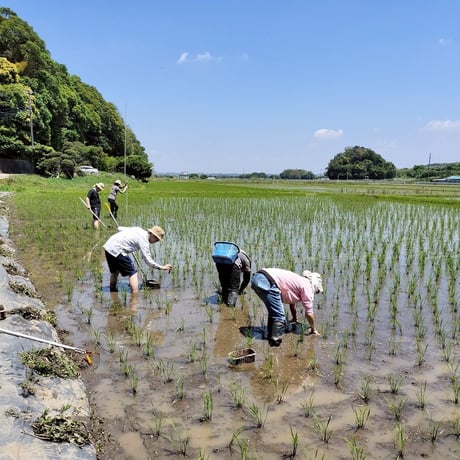 イネ活　草取り会