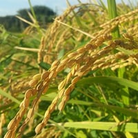 【玄米まとめ買い】20kg/30kg　令和７年 ｺｼﾋｶﾘ（特別栽培米）(送料無料）